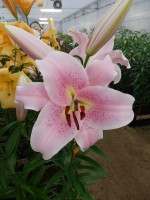 [3519 PO35 Staletti No102.JPG]